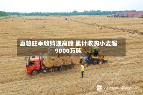 夏粮旺季收购迎高峰 累计收购小麦超9000万吨-第3张图片