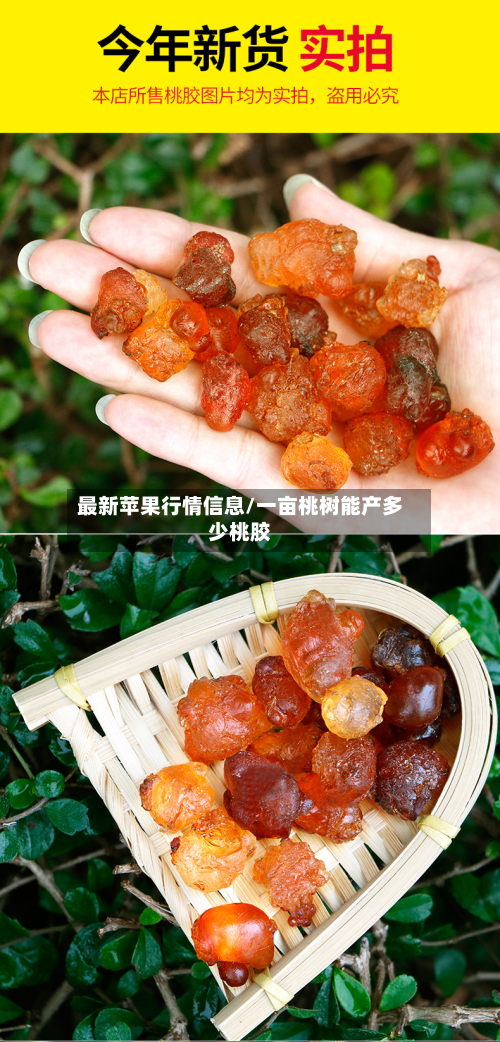 最新苹果行情信息/一亩桃树能产多少桃胶-第2张图片