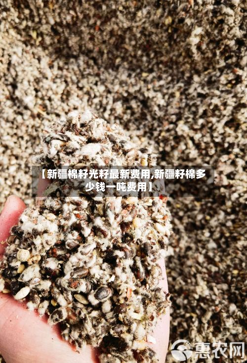 【新疆棉籽光籽最新费用,新疆籽棉多少钱一吨费用】