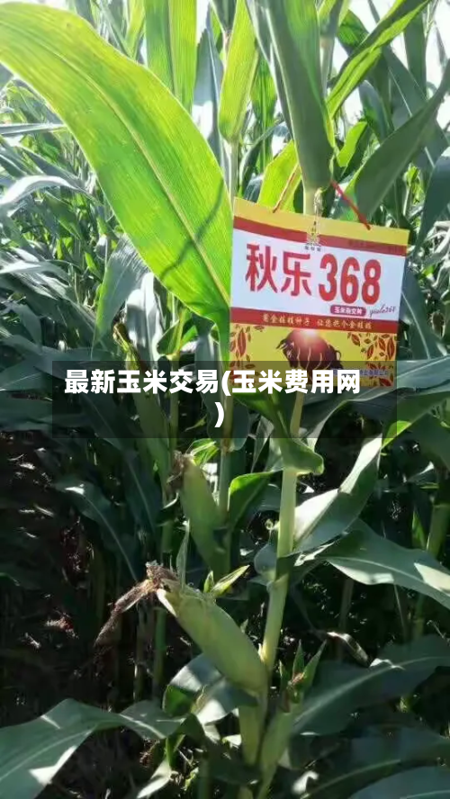 最新玉米交易(玉米费用网)-第3张图片